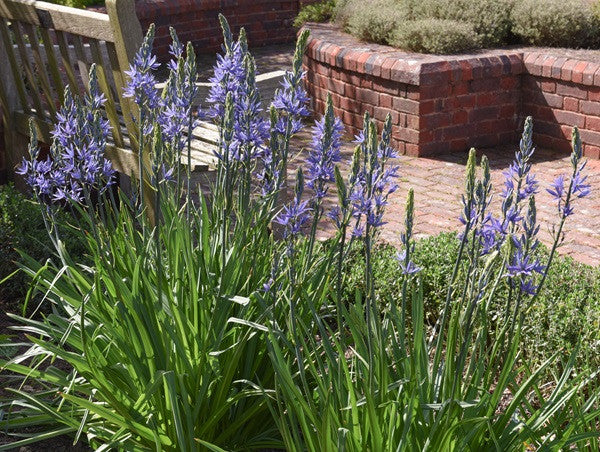 Wild Hyacinth (Native Camassia scilloides) - 3 bulbs