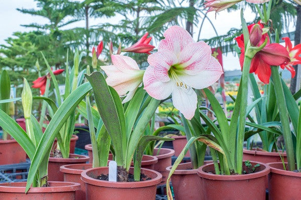 (Amaryllis) Hippeastrum Appleblossom - 1 bulb