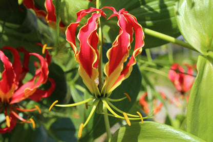 Gloriosa rothschildiana (Super Fire Lily) - 5 tubers