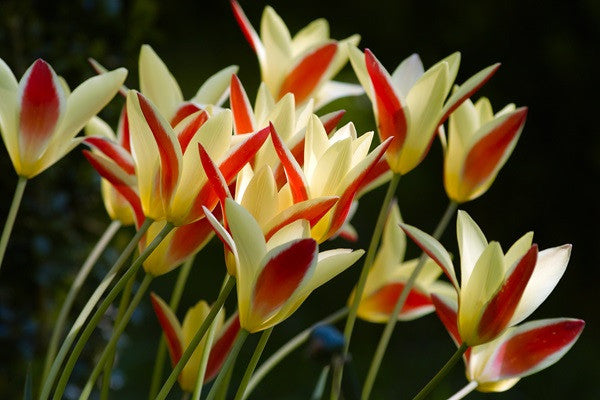 Tulipa clusiana 'Tinka' - 10 bulbs