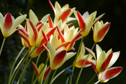Tulipa clusiana 'Tinka' - 10 bulbs