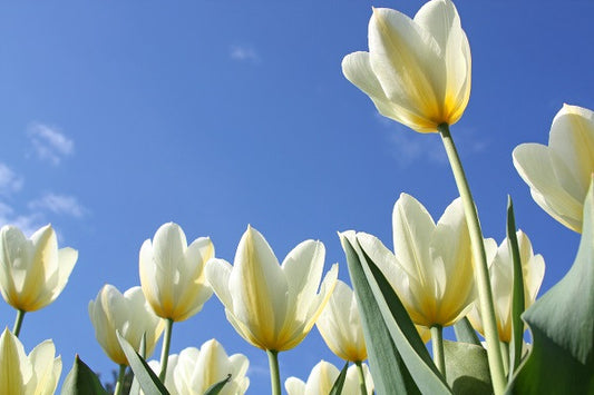 Tulipa 'Purissima' -  5 bulbs