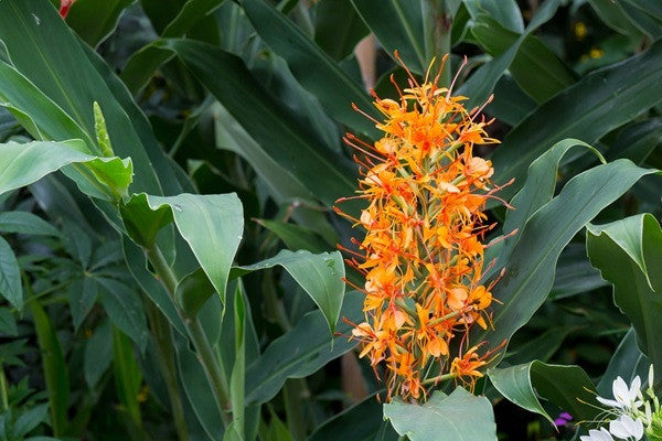 Hedychium aurantiacum (Orange Ginger Lily)	 -  3 bulbs
