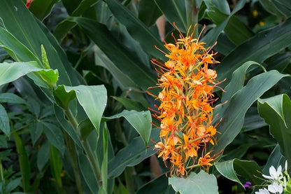Hedychium aurantiacum (Orange Ginger Lily)	 -  3 bulbs