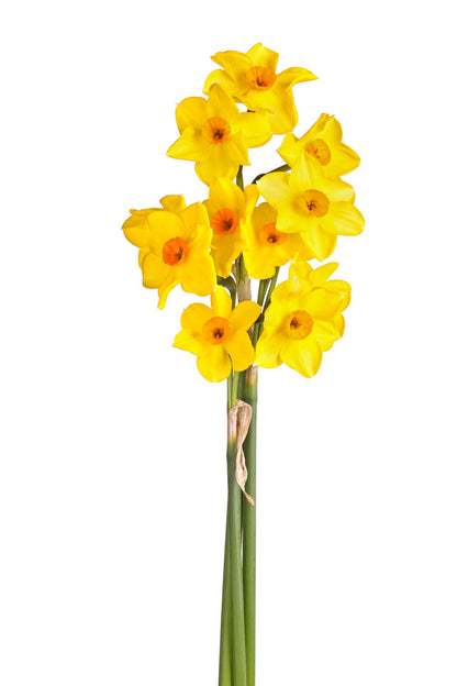 Three stems of Daffodil 'Falconet' on a white background