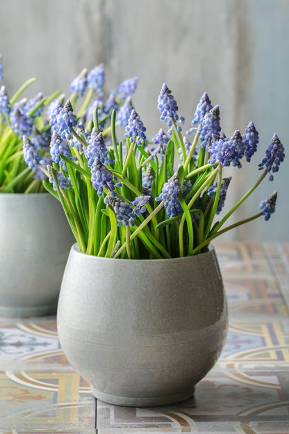 Muscari "Grape Hyacinth" - 20 bulbs
