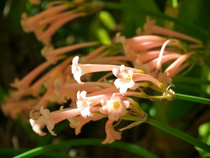 Fire Lily - Cyrtanthus mackenii -  5 bulbs