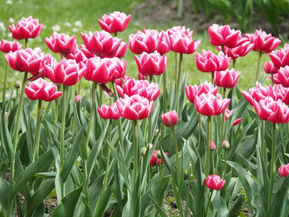 Tulipa 'Columbus' - 5 bulbs
