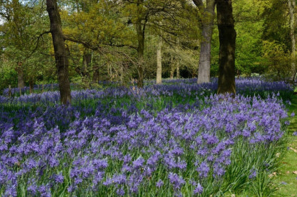 Camassia leichtlinii - 3 bulbs