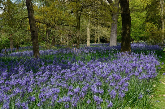 Camassia leichtlinii - 3 bulbs