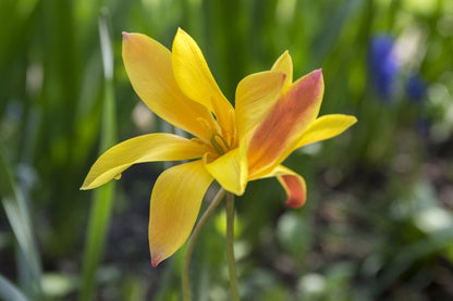 Tulipa clusiana  var. Chrysantha - 10 bulbs