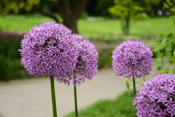 Allium christophii 'Star of Persia' - 5 bulbs