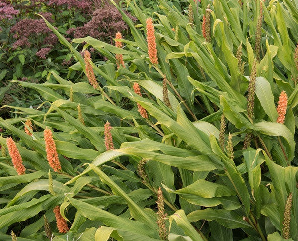 Hedychium densiflorum (Dwarf Orange Ginger Lily) -  3 bulbs