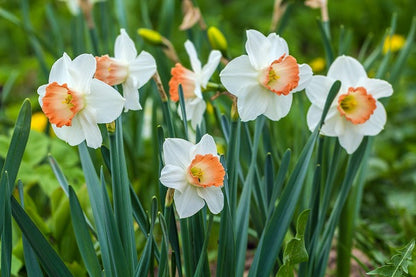 Daffodil 'Pink Charm' - 5 bulbs