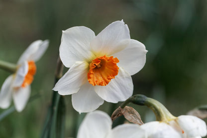 Daffodil 'Barret Browning' - 5 bulbs