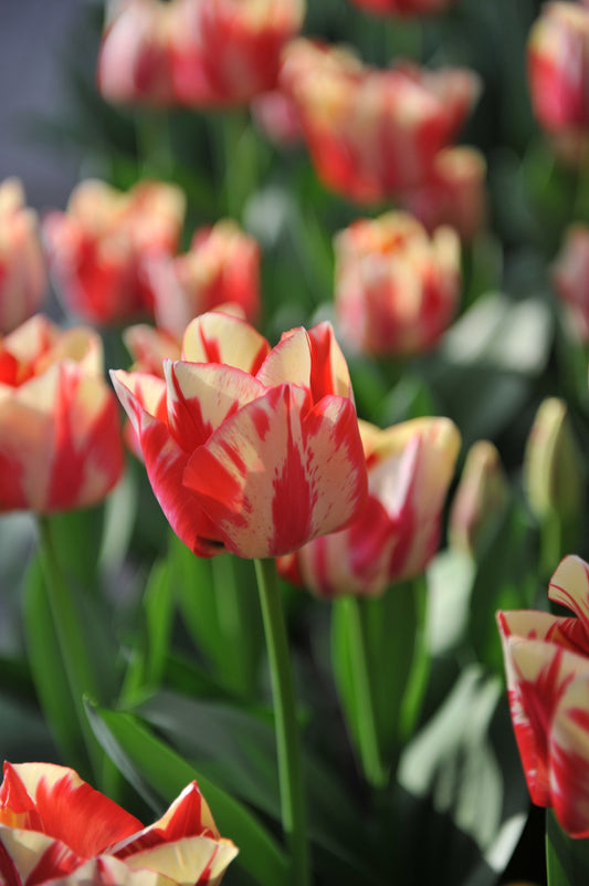 Tulipa 'Spryng Rembrandt'