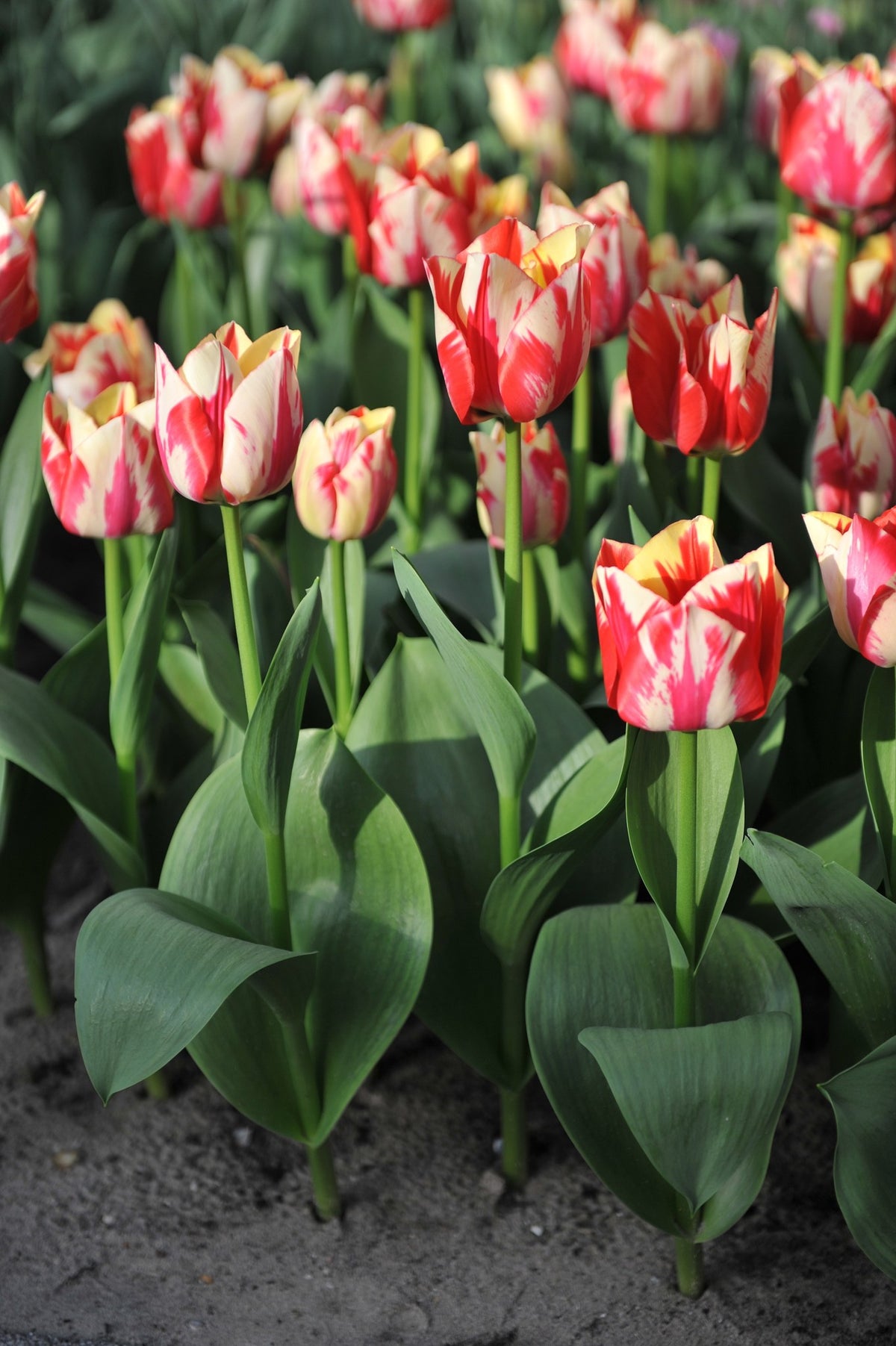 Tulip 'Spryng Rembrandt'