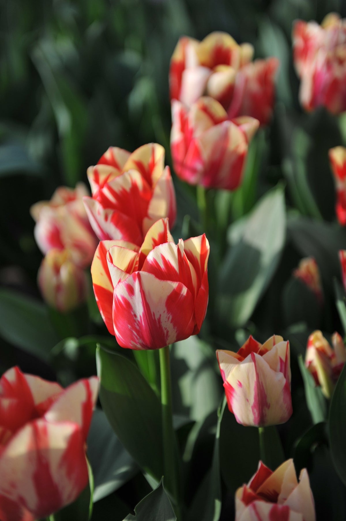 Tulip 'Spryng Rembrandt'