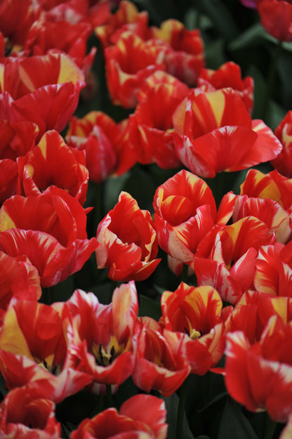 Tulip 'Spryng Rembrandt'