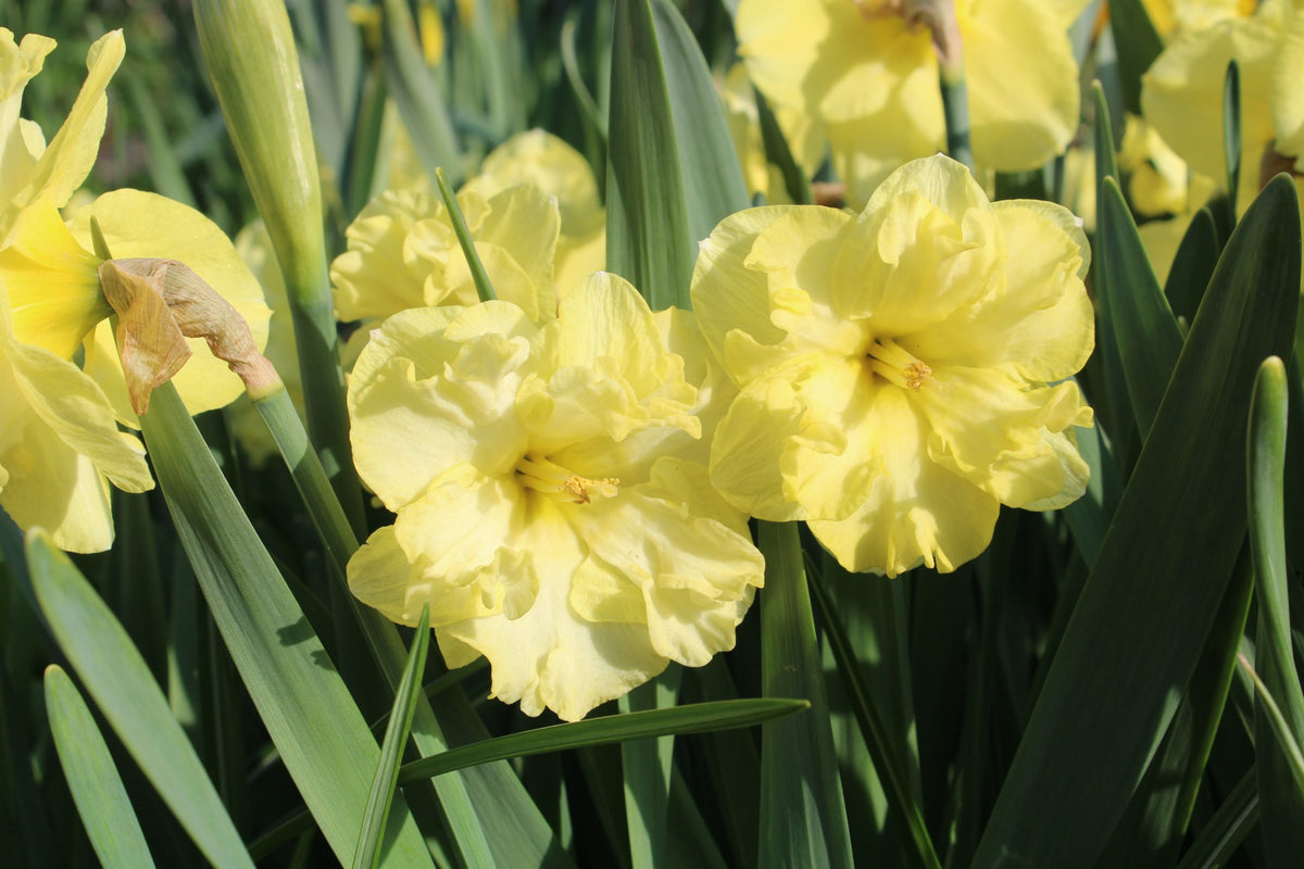 Daffodil 'Sunnyside Up'
