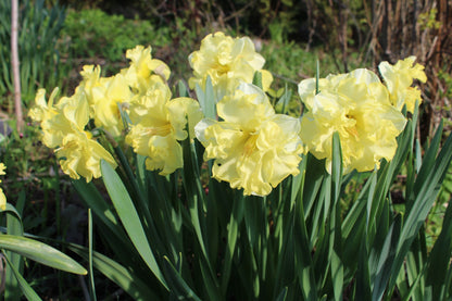 Daffodil 'Sunnyside Up'