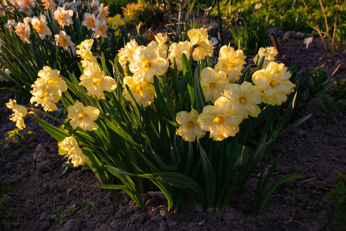 Daffodil 'Sunnyside Up'