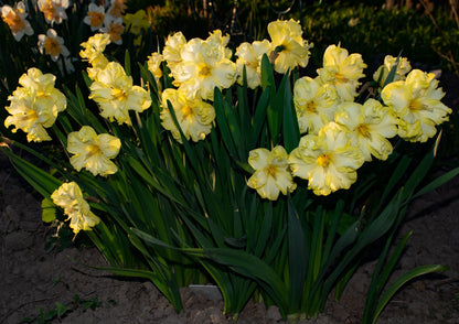 Daffodil 'Sunnyside Up'