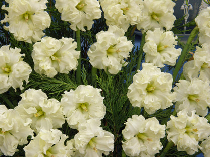 Daffodil 'Sunnyside Up'