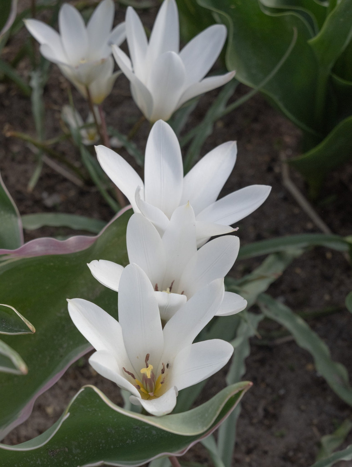 Tulipa clusiana 'Sylvia'