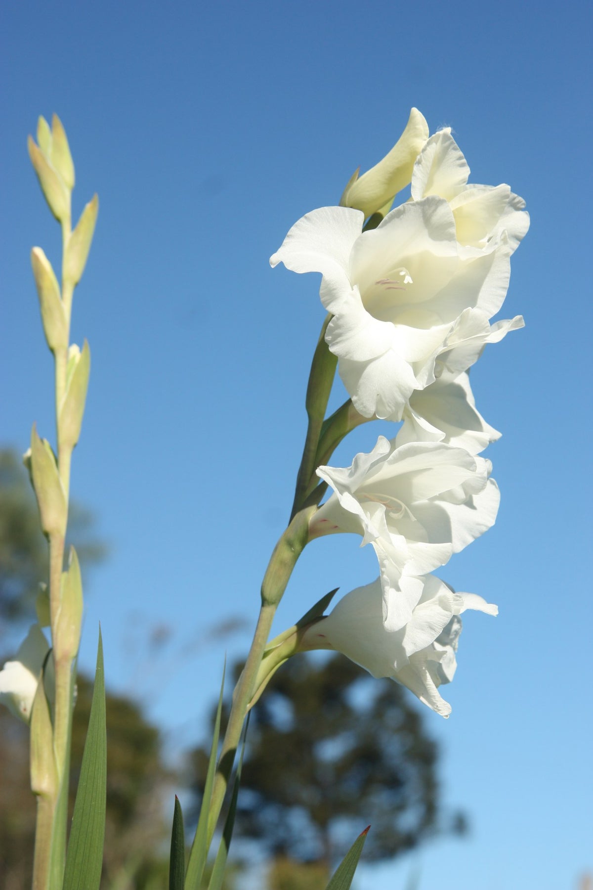 Gladiolus 'Thursday's Child'