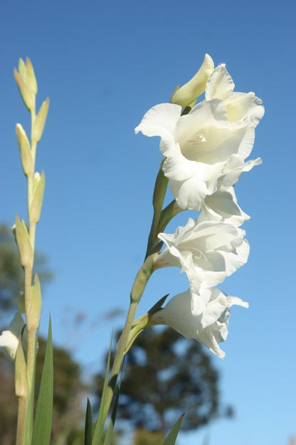 Gladiolus 'Thursday's Child'