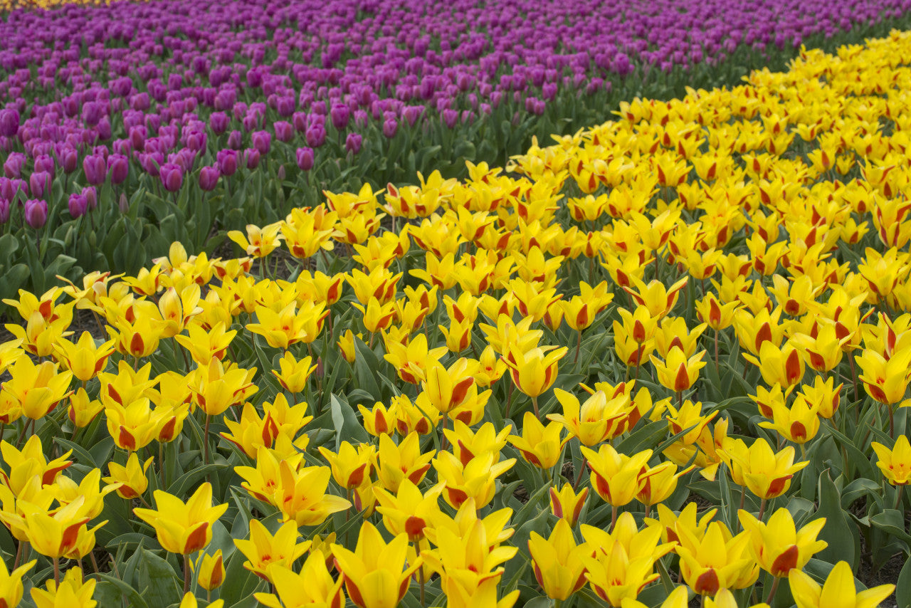 Tulipa 'Tschimganica' - 5 bulbs