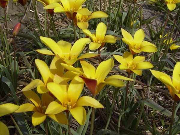 Tulipa clusiana  var. Chrysantha - 10 bulbs
