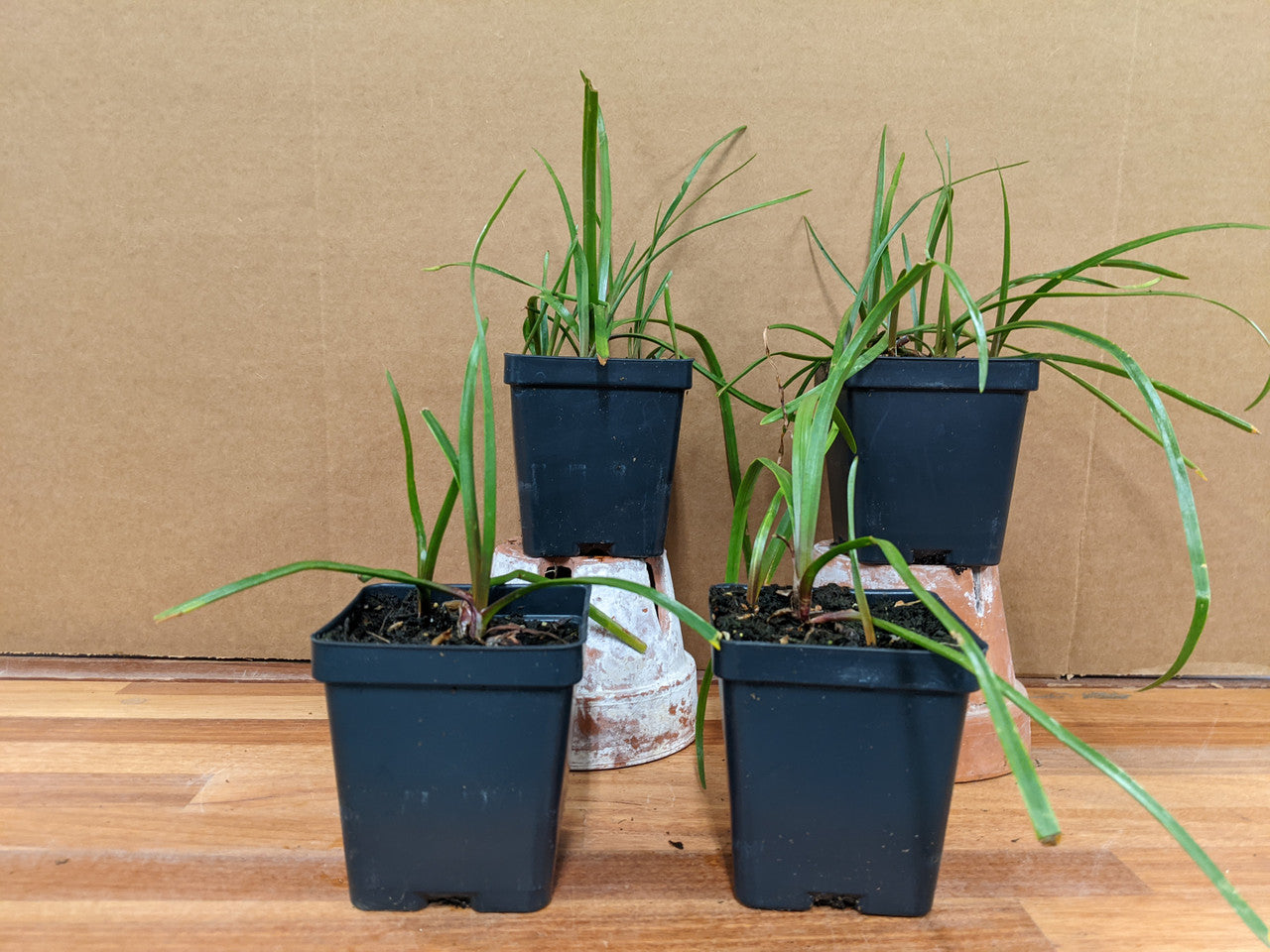 Zephyranthes grandiflora 'Pink Rain Lily' -10 bulbs