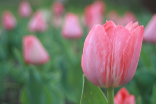 Gift Kit - Tulip Forcing Kit (Large)