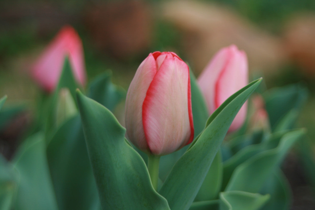 Gift Kit - Tulip Forcing Kit (Small)