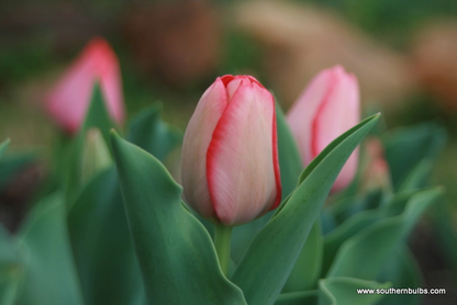 Gift Kit - Tulip Forcing Kit (Large)
