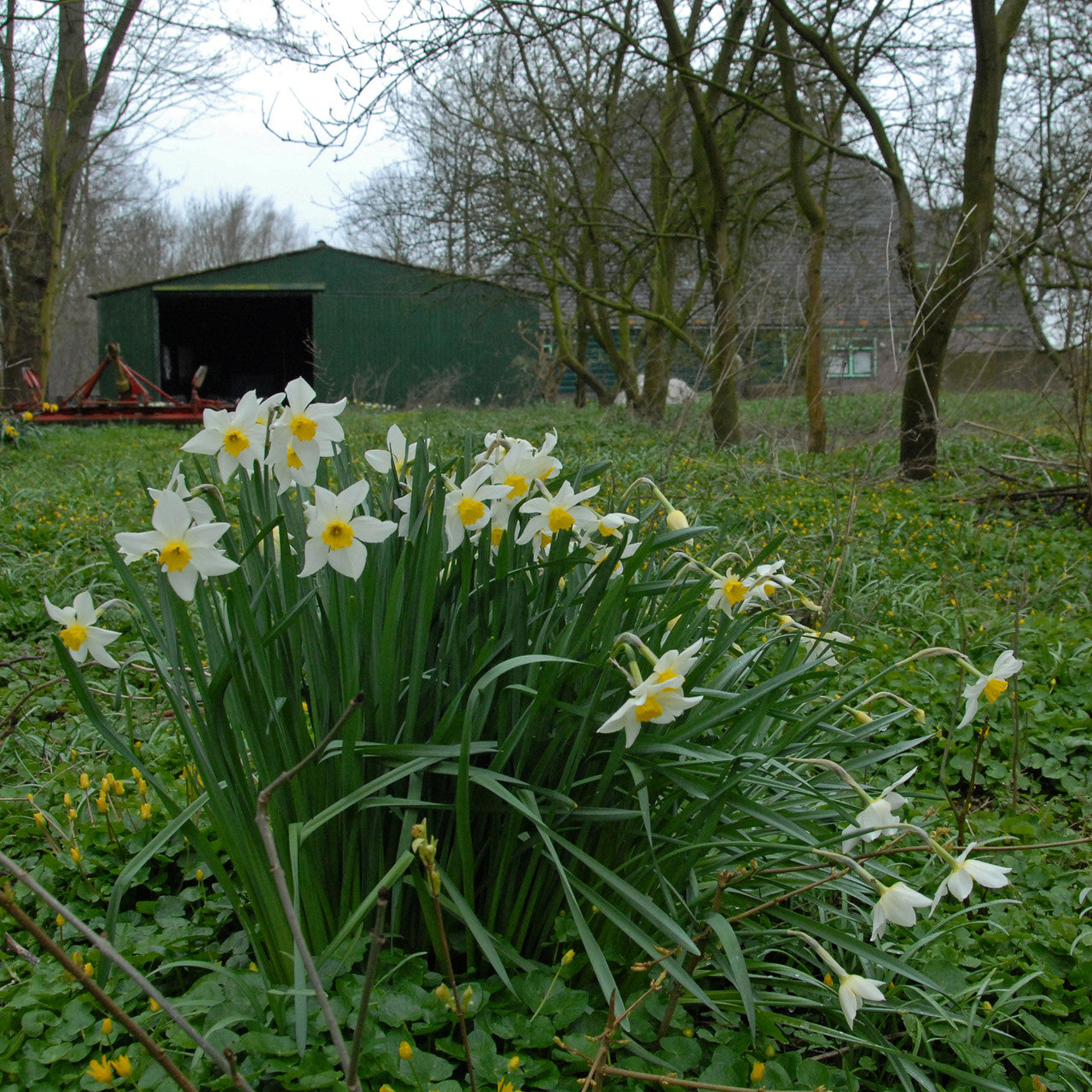 Daffodil 'White Lady' - 5 bulbs