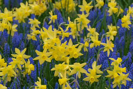 Daffodil 'Yellow Sailboat'