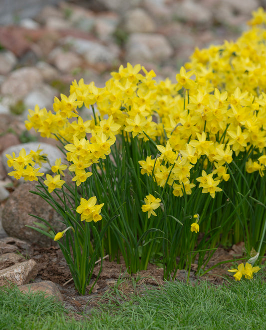 Daffodil 'Yellow Sailboat'