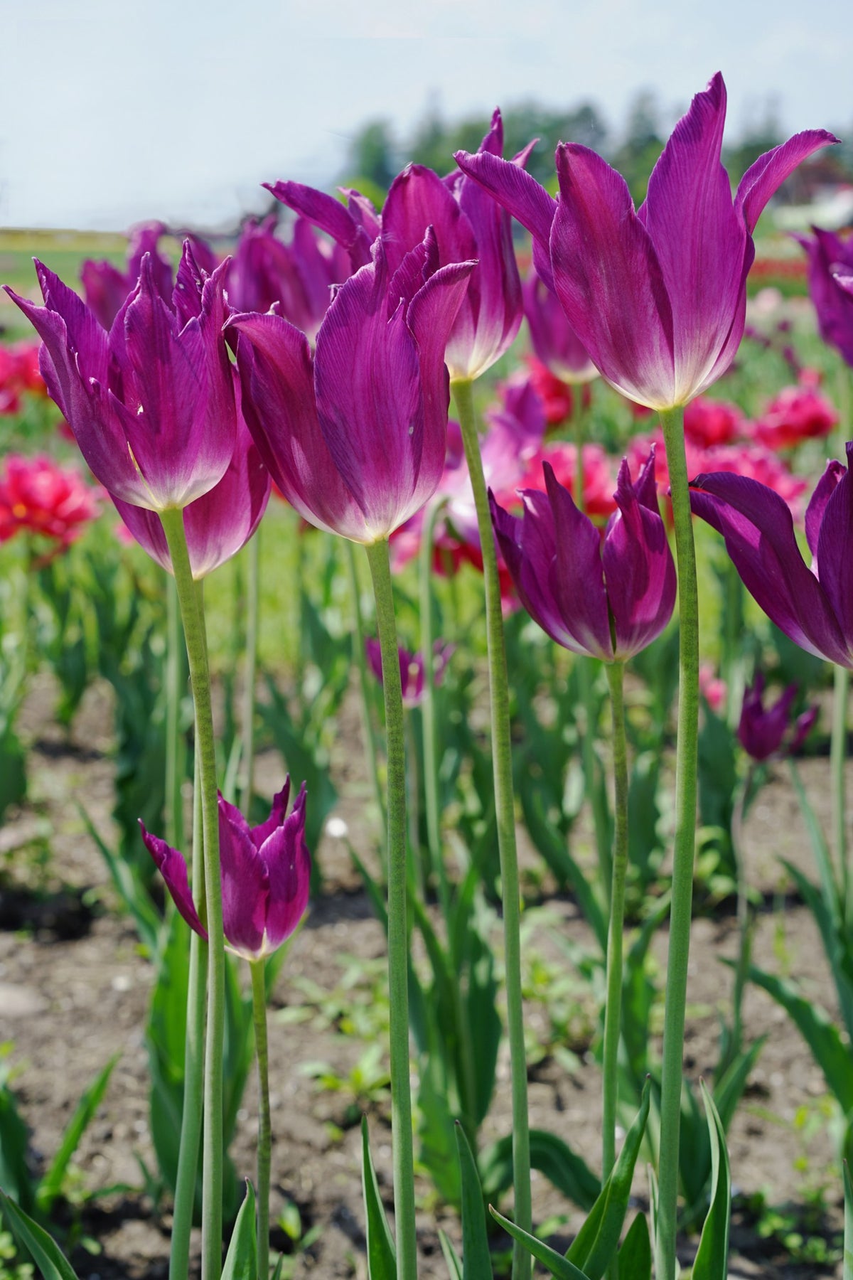 Tulipa 'Yume no Murasaki'