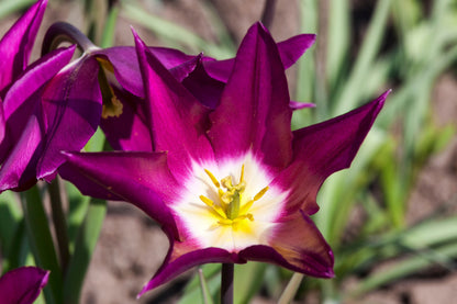 Tulip 'Yume no Murasaki'