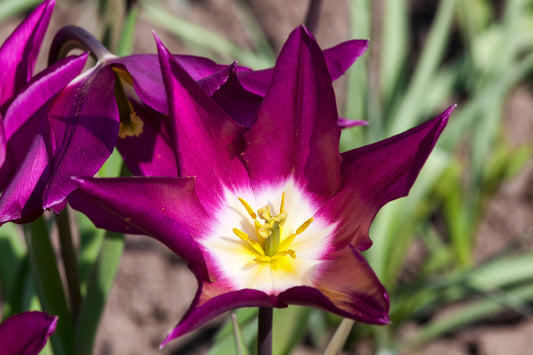 Tulip 'Yume no Murasaki'