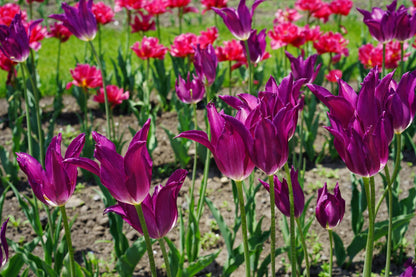 Tulip 'Yume no Murasaki'