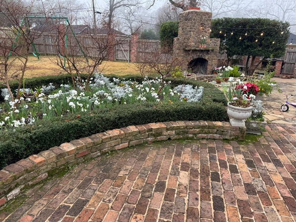 Paperwhites returning in a winter garden bed beside a brick patio