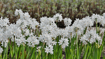 A drift of paperwhite 'Ziva' blooming en masse in the field