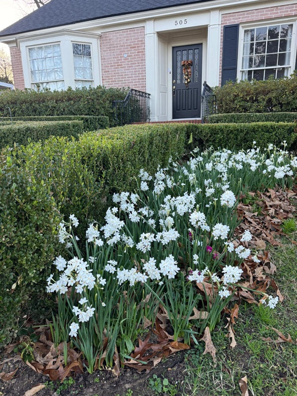 Landscaping paperwhites blooming in a front-yard bed
